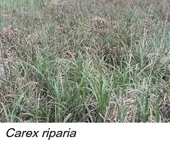 Carex riparia